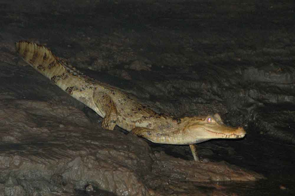 Caiman - Puerto Maldonado - Perú 2.jpg